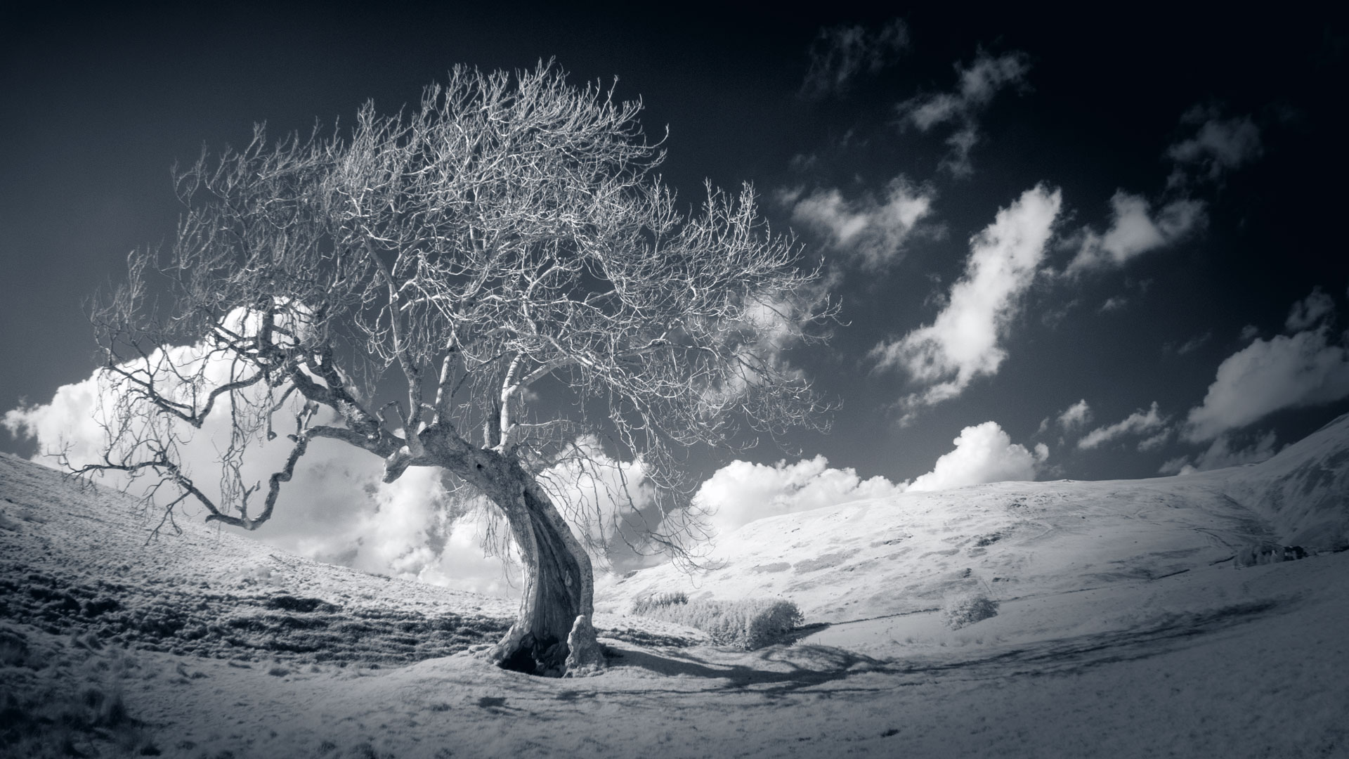 The Frandy Tree